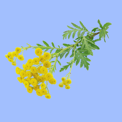 Blue Moon Whipped Tallow Face Cream