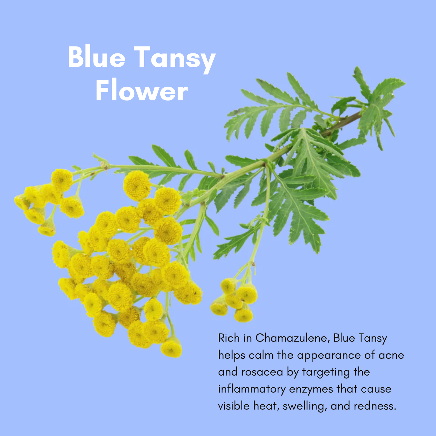 Blue Moon Whipped Tallow Face Cream